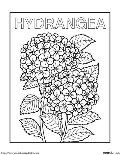 hydrangea coloring page