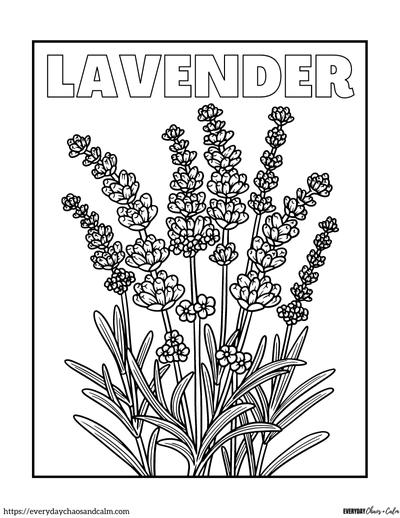lavender coloring page