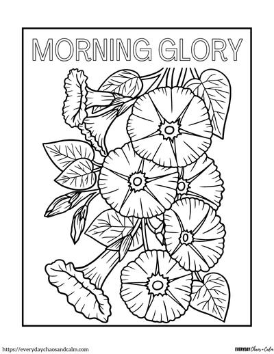 morning glory coloring page