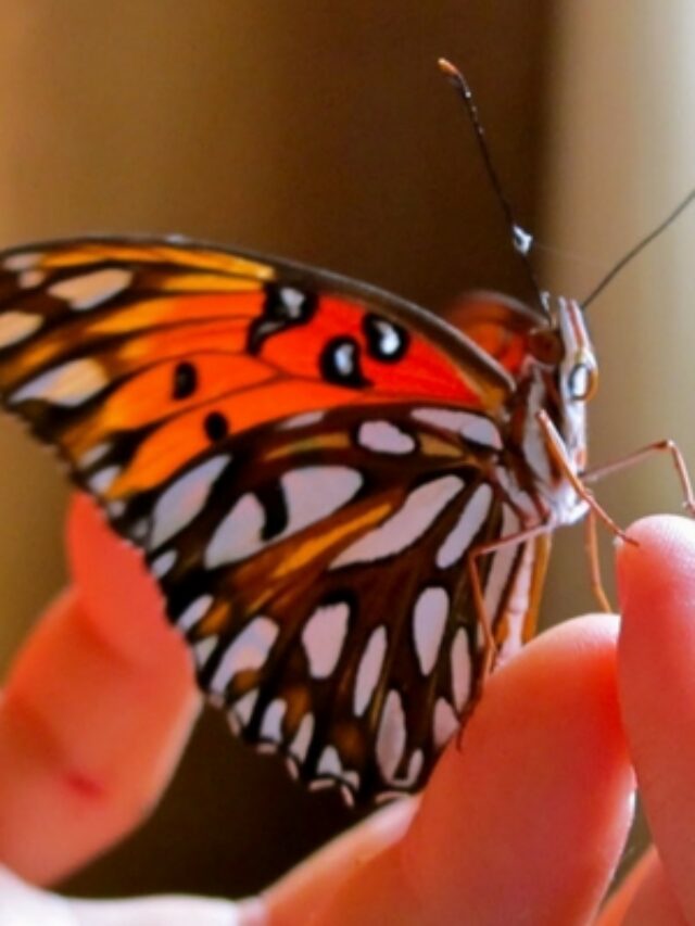 How to Teach Kids About the Life Cycle of a Butterfly Story
