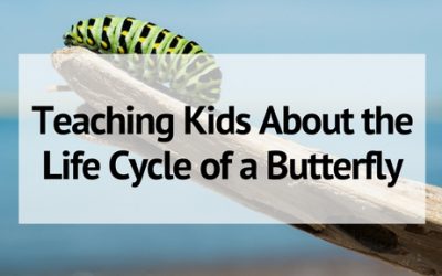 How to Teach Kids About the Life Cycle of a Butterfly