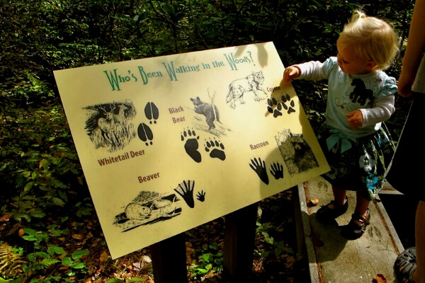 girl looking at an animal track sign 