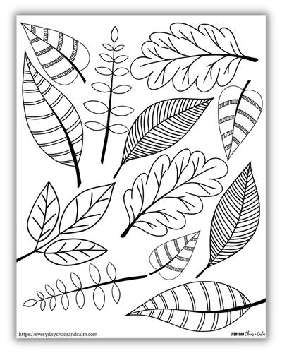 lots of different leaves with lines for coloring