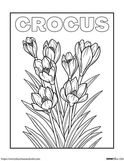 crocus coloring page