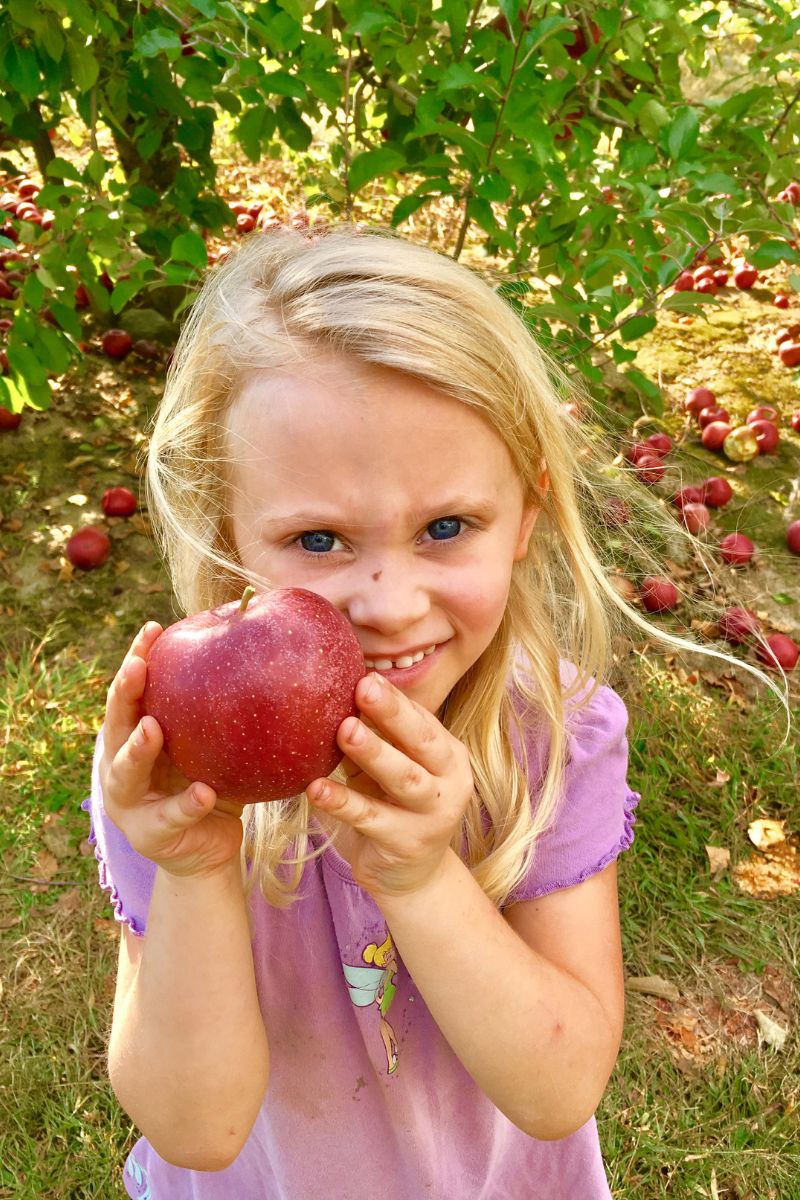 little girl holding apple in apple orchard