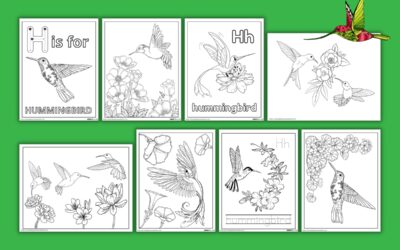 Free Hummingbird Coloring Pages for Kids