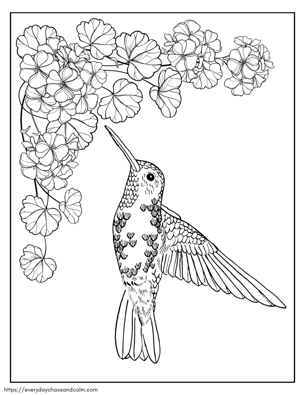 Free Hummingbird Coloring Pages For Kids