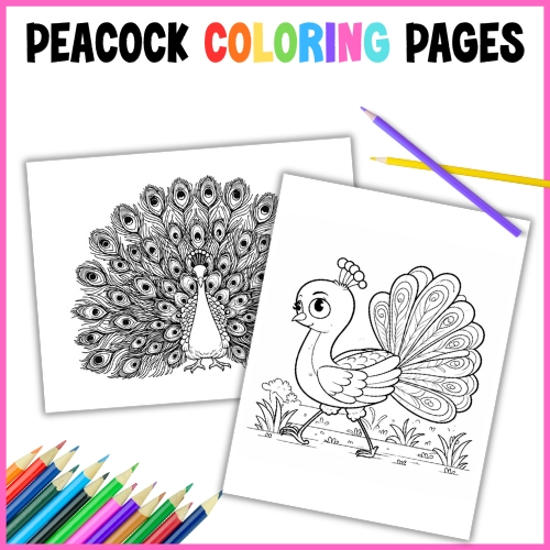 peacock coloring pages